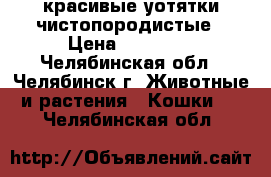 красивые уотятки чистопородистые › Цена ­ 15 000 - Челябинская обл., Челябинск г. Животные и растения » Кошки   . Челябинская обл.